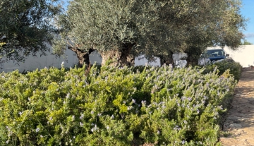 Resa estates Ibiza longterm rental te huur lange termijn olijfboom.jpg